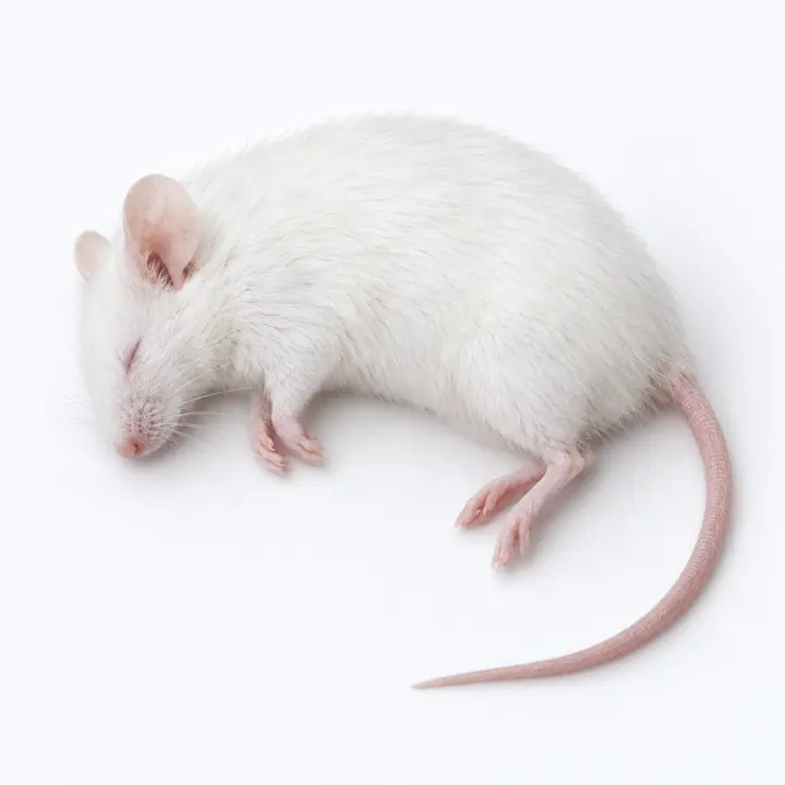 Frozen adult mouse